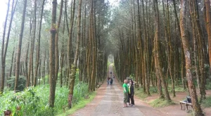 Pinusan Kragilan: Pesona Alam yang Memukau, Panduan Lokasi, dan Fasilitas