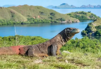 8 Tempat Wisata di Labuan Bajo yang Wajib dikunjungi