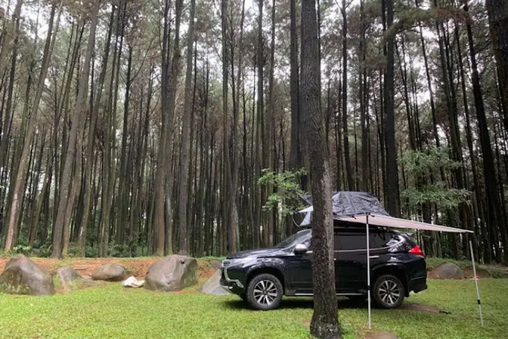 Wisata di Gunung Pancar: Hutan Pinus