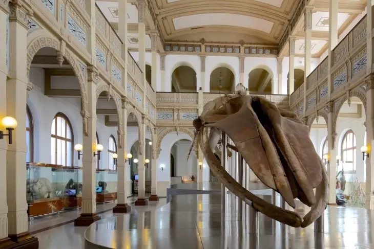 Wisata Dekat Stasiun Bogor Museum Nasional Sejarah Alam Indonesia - Jelajah Alam Lewat Diorama