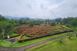 Taman Bunga Nusantara: Wisata Agro dengan Koleksi Bunga Indah dari Seluruh Dunia